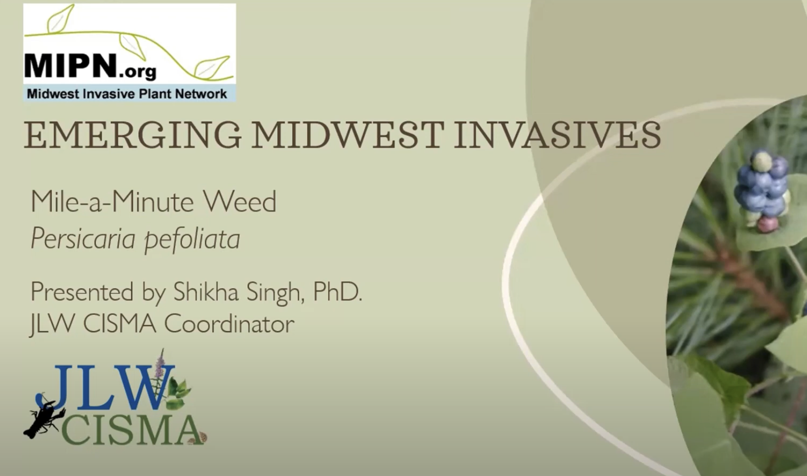 Mile-a-Minute Weed (Persicaria Pefoliata)